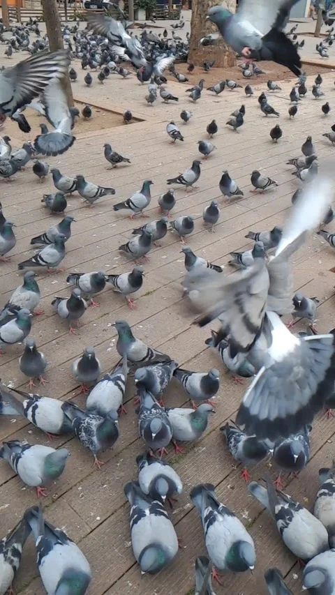 Vertical slow motion of a pigeon flying close to the camera 動画素材 333823459
