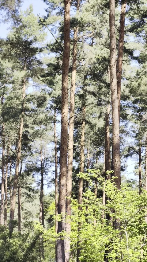 Vertical Slow Motion Pine Forest Woodland 4K HDR Stock Footage 333626987