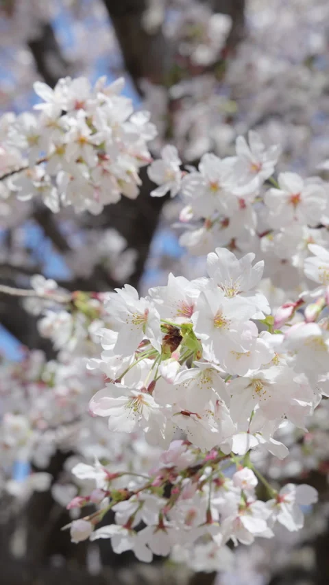 Vertical slow motion pink cherry blossoms swaying in spring in Japan Video stock 348575814