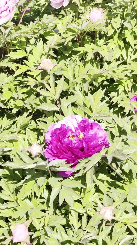 Vertical Slow Motion Pink Peonies Blooming 4K HDR. Stock Footage 333626834
