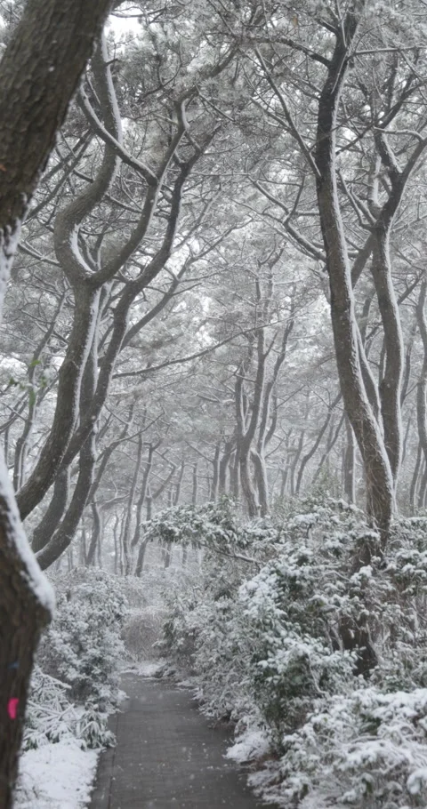 Vertical slow motion quiet trail in a snowy pine grove in Japan Video stock 348213768