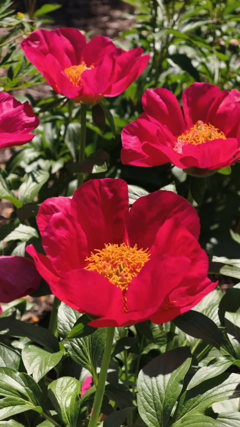 Vertical Slow Motion Red Peony Macro Footage 4K Video stock 335931516