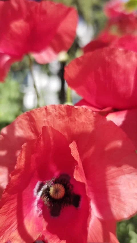 Vertical Slow Motion Red Poppy Macro Footage 4K Stock-Footage 335580822