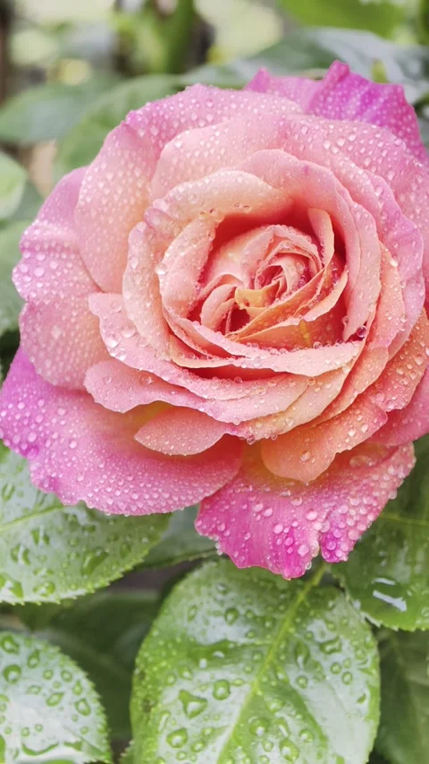 Vertical Slow Motion Rose Macro Footage 4K Dolby Vision 库存影片 335276057