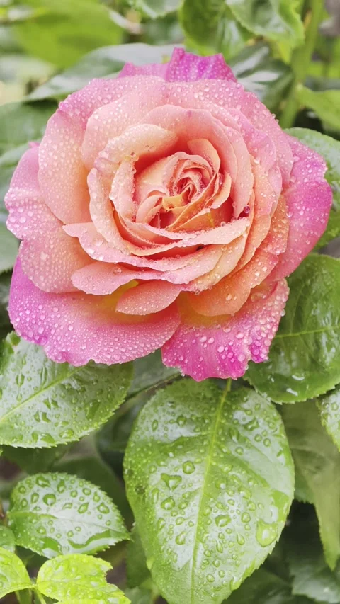 Vertical Slow Motion Rose Macro Footage Dolby Vision 4K Vídeo Stock 335276058