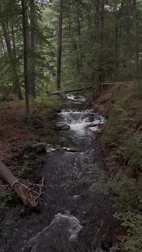 Vertical slow-motion of a serene forest stream with a gentle waterfall... Vidéo 313949757