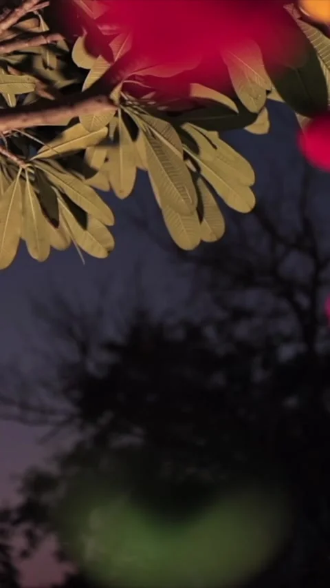 Vertical Slow Motion Shot of Indian Wedding Venue Decoration in India 動画素材 337405288