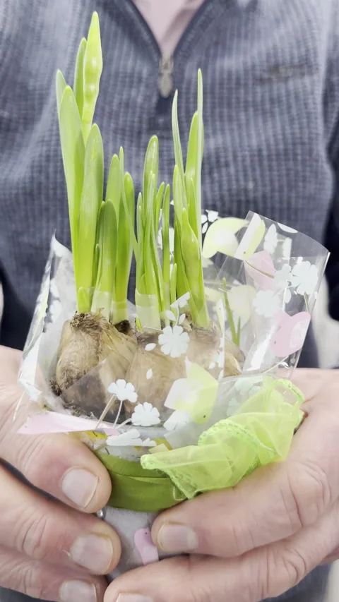 Vertical - Slow motion shot of a man’s hands offering a gift wrapped pot plant. Stock Footage 300000309