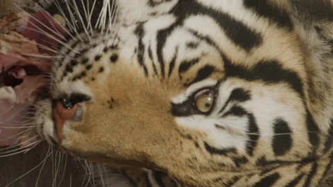 Vertical slow motion shot of tiger eating Stock Footage 266866257