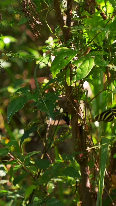 Vertical slow motion shot of a tropical butterfly flutters betwen green leaves Stock Footage 292593174