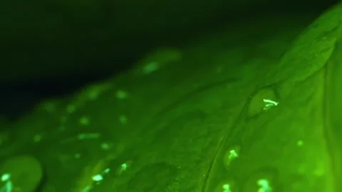 Vertical slow motion shot of water droplet slowly merge into a large drop on Stock Footage 246958481