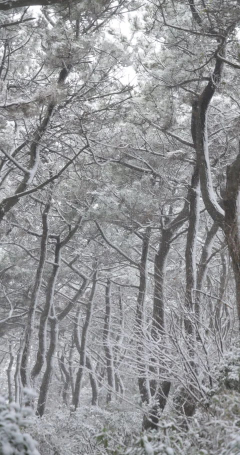 Vertical slow motion snow covered forest trail in Shonan in Japan Video stock 348215394