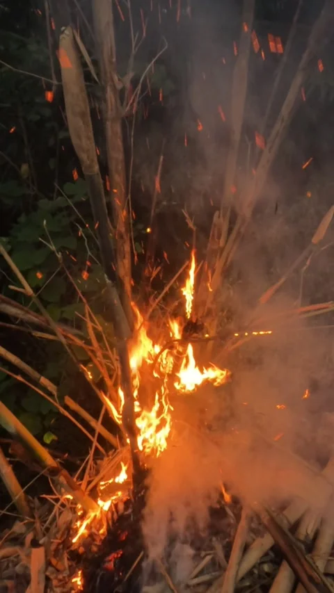 Vertical slow motion of sparks from a burning bamboo tree Stock Footage 322909491