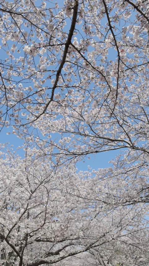 Vertical slow motion spring sakura blossoms close up in Japan Video stock 348576063