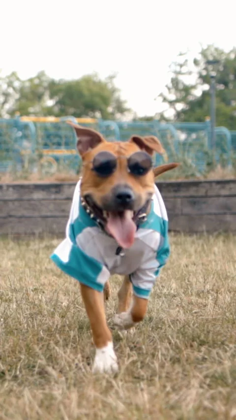 Vertical Slow Motion of Stylish Dog Running with Sunglasses Stock Footage 291737100