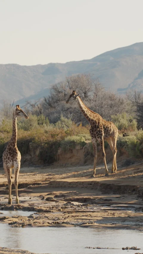 Vertical Slow Motion Two Giraffes Walking in Riverbed Stock Footage 332743761
