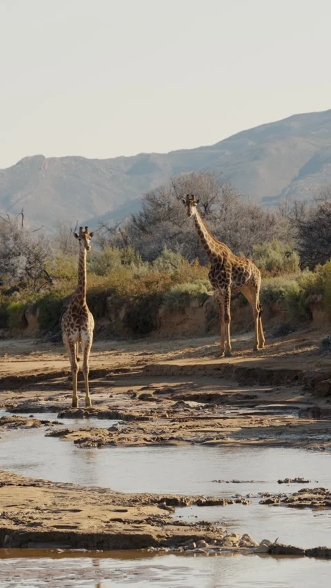 Vertical Slow Motion Two Giraffes Walking in Riverbed Stock Footage 332743762