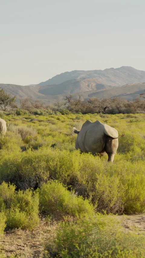 Vertical Slow Motion Two Rhinos Walking Away Across Savanna Stockbeeldmateriaal 332743895