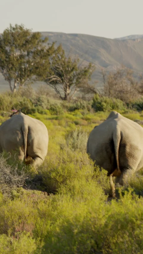 Vertical Slow Motion Two Rhinos Walking Away Across Savanna Stock Footage 332743902