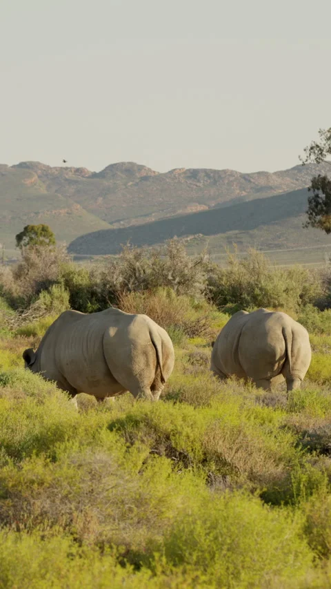 Vertical Slow Motion Two Rhinos Walking Away Across Savanna Stock Footage 332744136