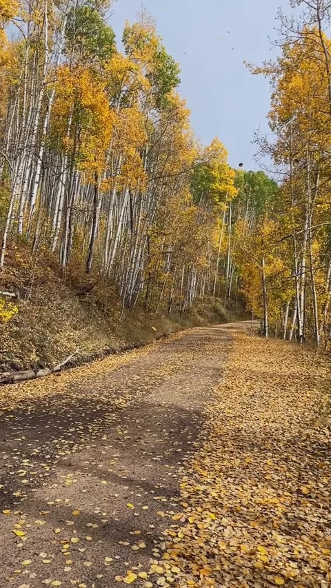 Vertical Slow Motion View Of Golden Aspen Leaves Falling Over Road Fall Time Stock Footage 346564558