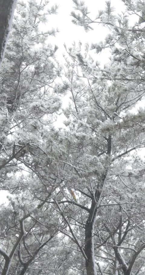 Vertical slow motion walking path in a snow covered forest in Japan Video stock 348214336