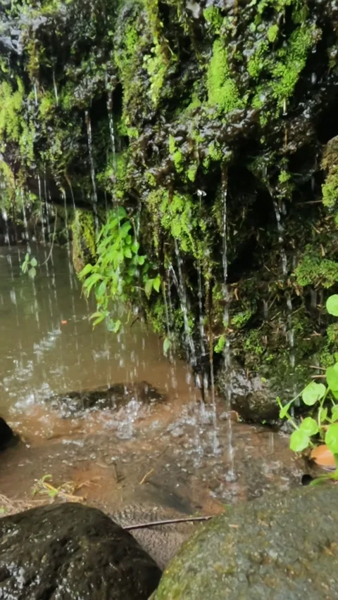 Vertical slow motion of water droplets on mossy cliffs falling into a clear Stock Footage 320985681