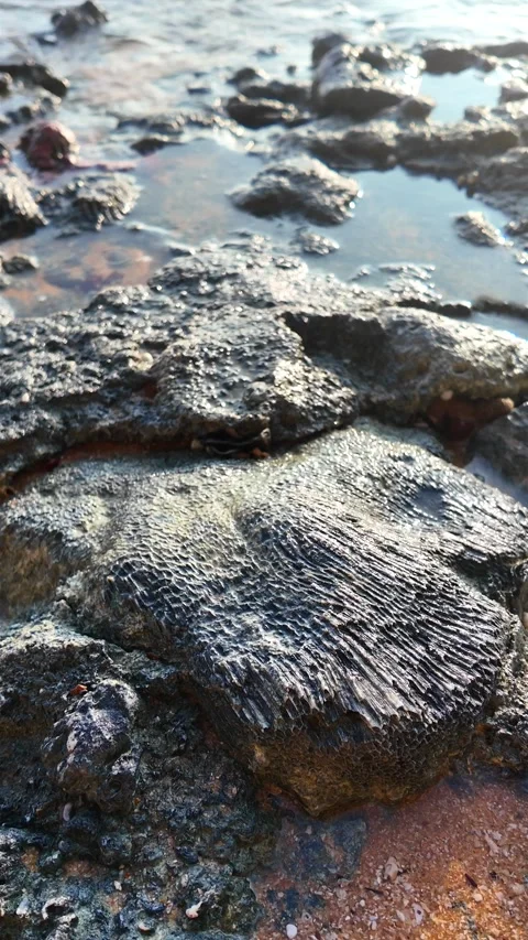 Vertical Slow Motion: Water Flowing Over Volcanic Rocks &amp; Coral in Hikkaduwa Stock Footage 329099272