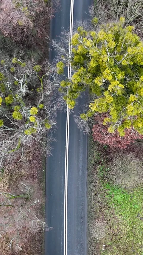 Vertical Slow Top-Down Drone Flight Over Forest Road Stock Footage 323877297