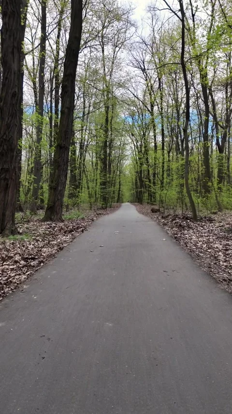 Vertical Slow Tracking Shot Along Empty Forest Path In Spring Stock Footage 335272932