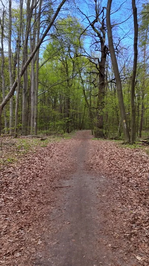 Vertical Slow Tracking Shot Forward Along Forest Path In Spring Stock Footage 336954213