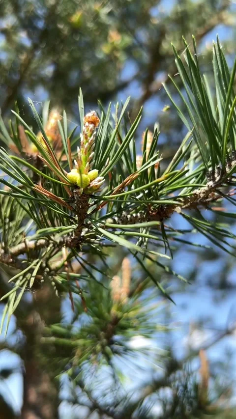 Vertical SlowMo Video of Pine Branch with Pine Cone Gently Swaying in the Wind Stock Footage 308302023