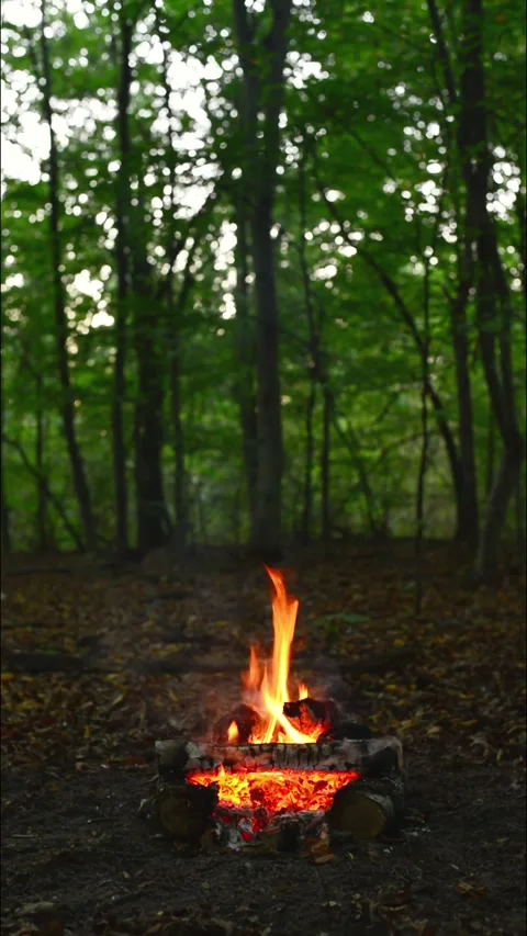 Vertical small campfire burning with glowing embers in deep forest flame Stock Footage 345716505