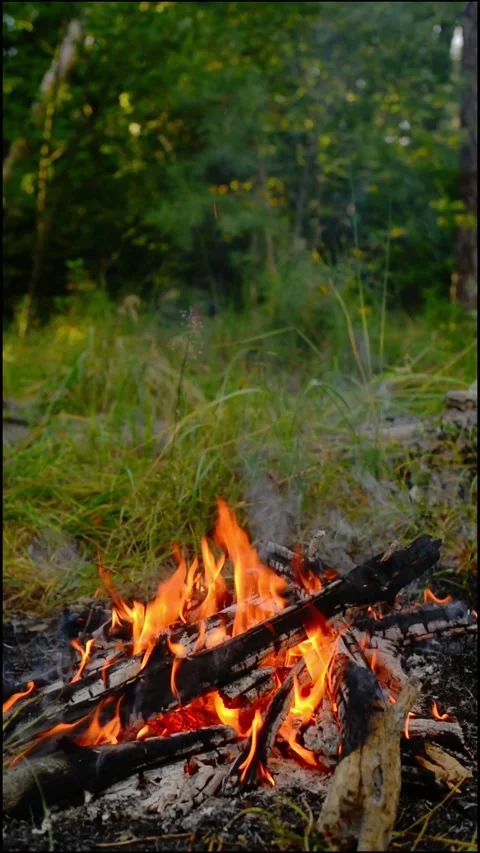 Vertical Small Campfire Burning in Woods Loop Stock Footage 342897866