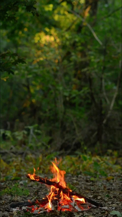 Vertical Small Forest Campfire Ambiance Loop Video stock 343343461