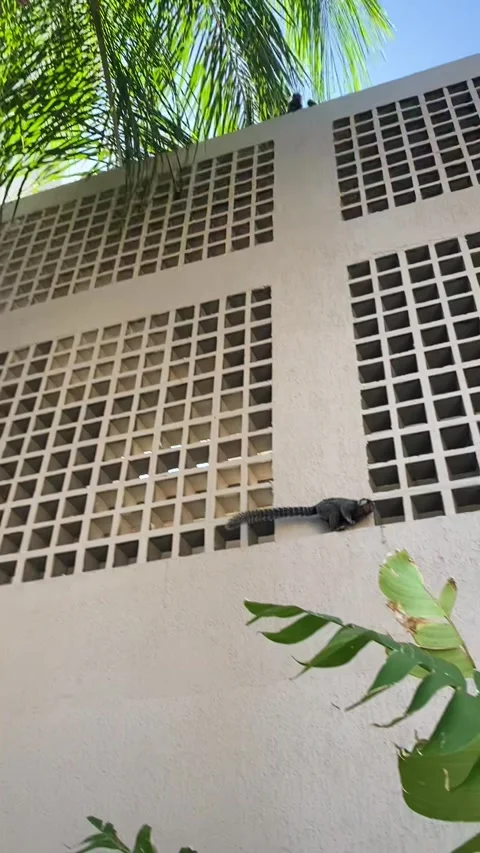 Vertical - Small Marmoset Monkeys Climbing Palm Tree And Building Wall Vidéo 345256951