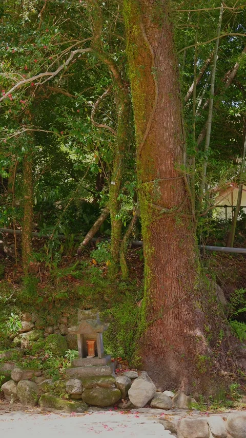 [Vertical] A small stone shrine at the base of a giant tree in the forest Stock Footage 332870672