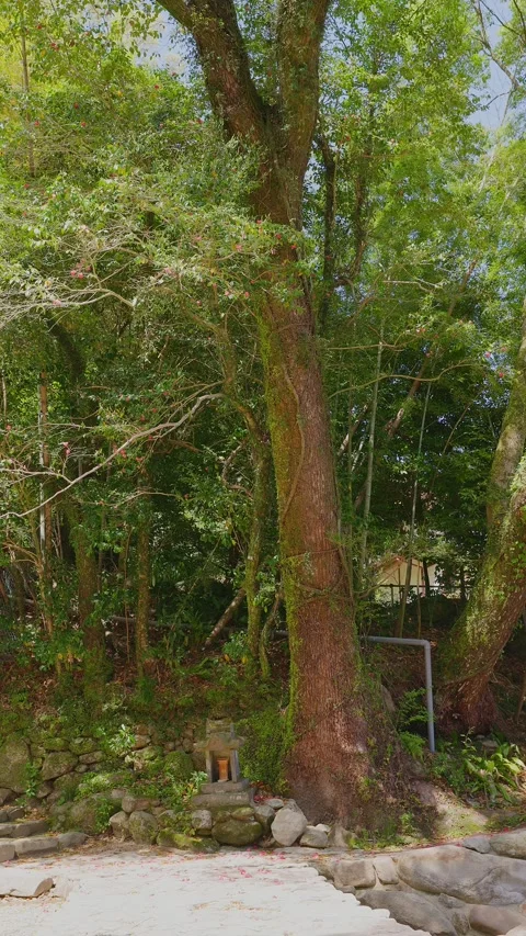 [Vertical] A small stone shrine at the base of a giant tree in the forest Vídeos de archivo 332870677