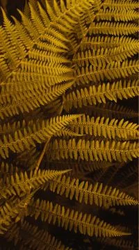 Vertical smartpone stories format background of brown autumn fern leaves Stock Photos