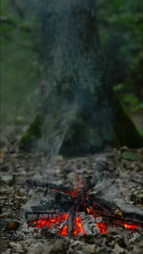 Vertical Smoldering Campfire and Smoke in Forest Loop Video stock 343607809