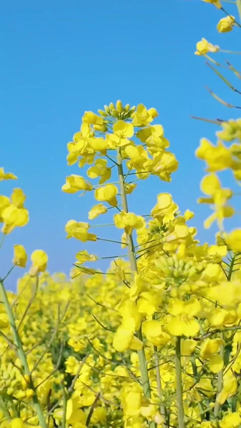 Vertical Smooth Pan Up from Field to Blue Sky through Flowers Stock Footage 331615942