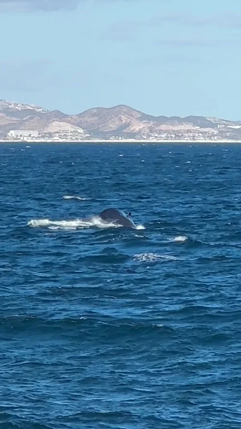 Vertical Smooth Zoom In on Whale Tail Emerging from Ocean with Coastline in View Stock Footage 313971969