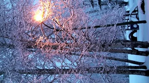 Vertical Snow Covered Trees Stock Footage 12656939
