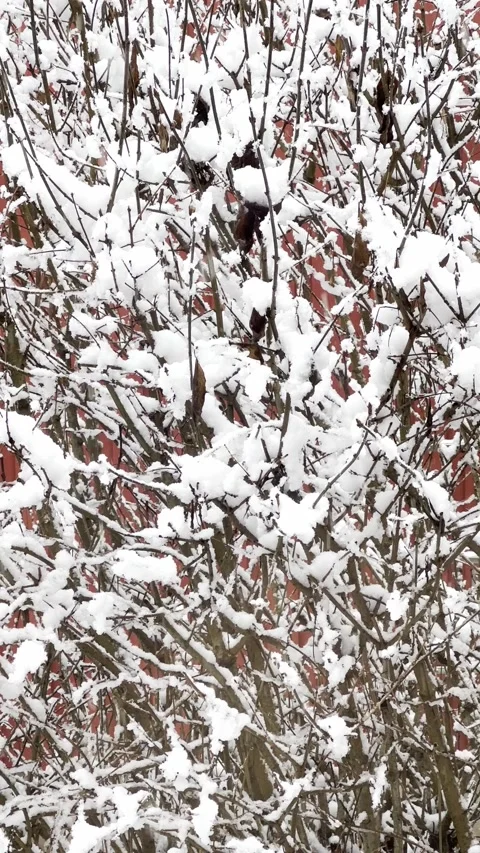 Vertical snowfall in garden Stock-Footage 230622425