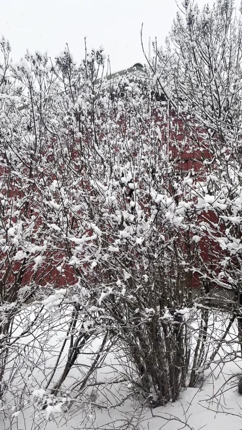 Vertical snowfall in garden Video stock 230622521
