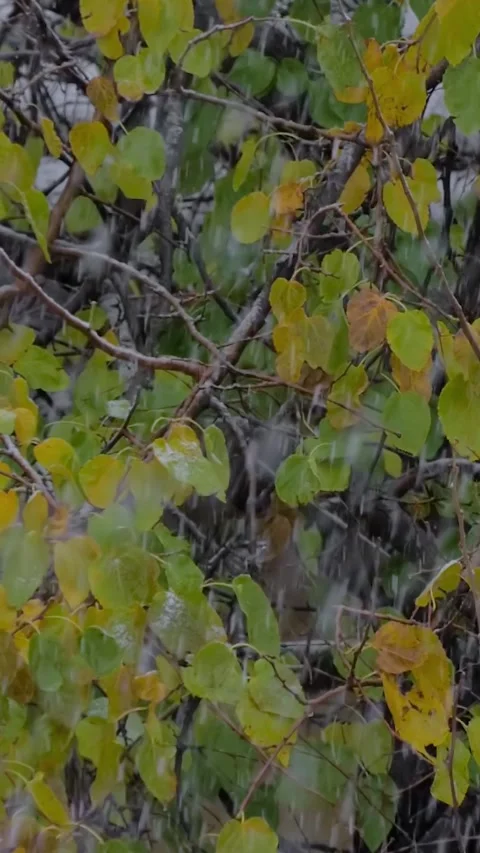 Vertical: snowflakes falling against tree branches with green leaves Stock Footage 344995794