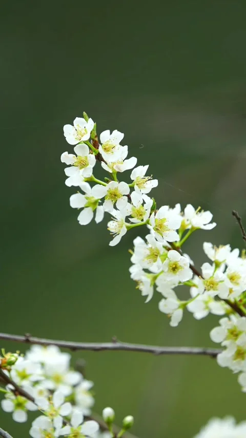 Vertical Snowlike White Flowers on Spring Branch Vídeos de archivo 332748147