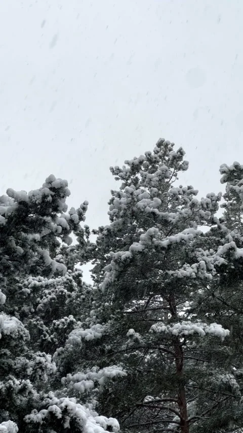 Vertical: Snowy pine trees beneath dull overcast sky full of clouds and cold air Video stock 281619465
