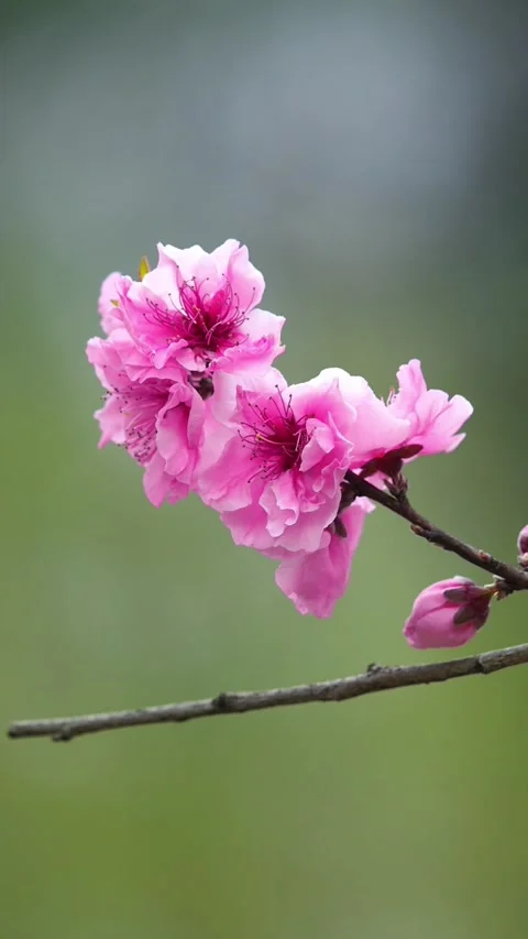 Vertical Soft Light Pink Peach Blossoms gently swaying Stock Footage 331421767