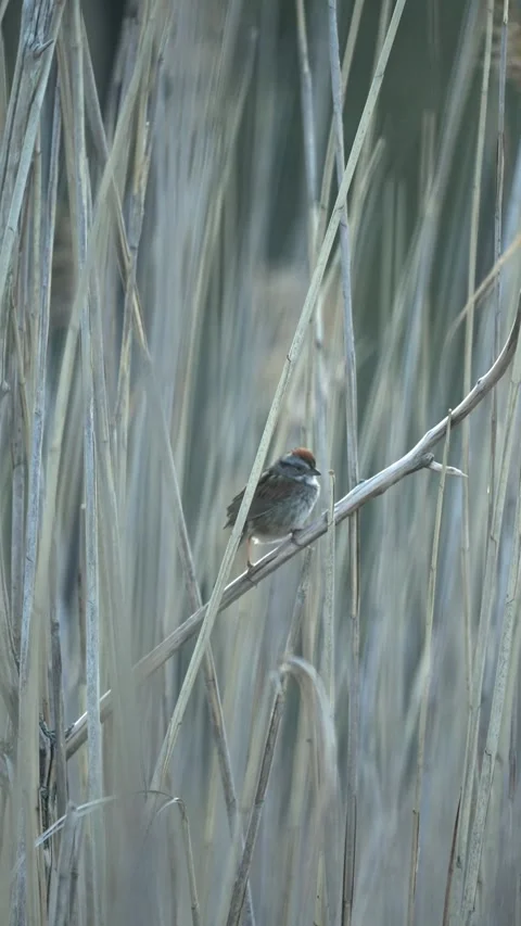 Vertical Song Sparrow Singing Among Reeds in Wetland Habitat Stock Footage 336335341